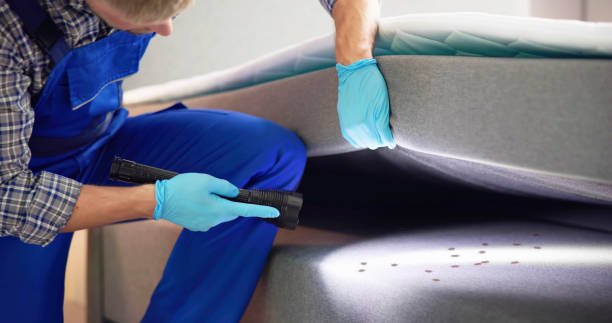 Best Ant Control Services  in Gray Summit, MO