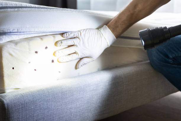 Best Residential Pest Control  in Gray Summit, MO