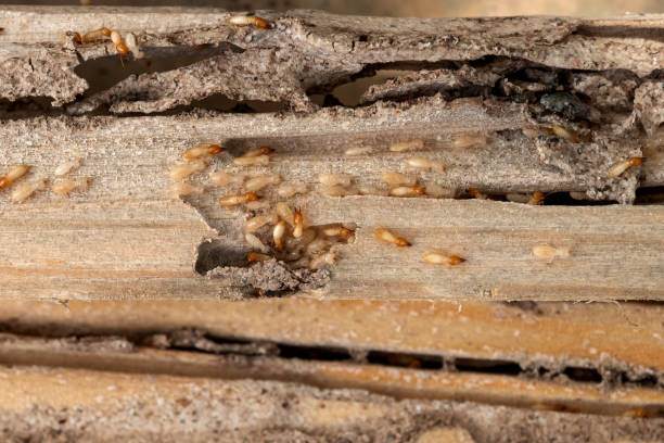 Best Local Pest Control Services  in Gray Summit, MO